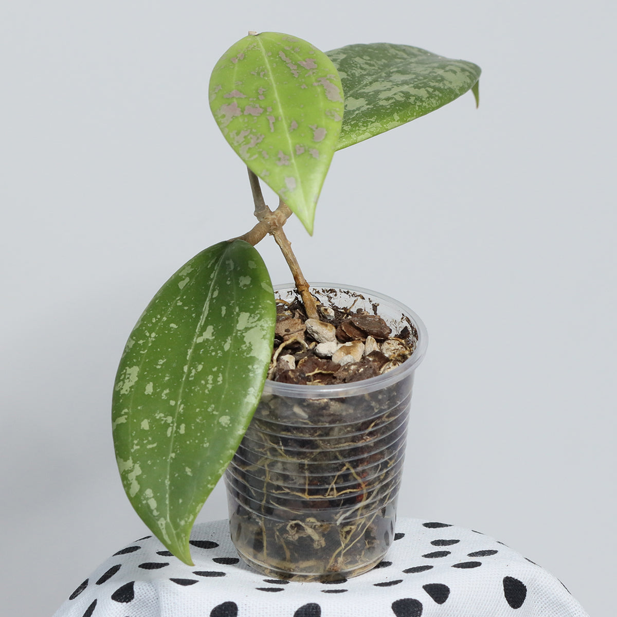 Hoya verticillata (IML 1618)