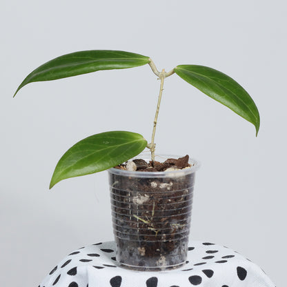 Hoya sp. Mindanao, Philippines (UT-247)