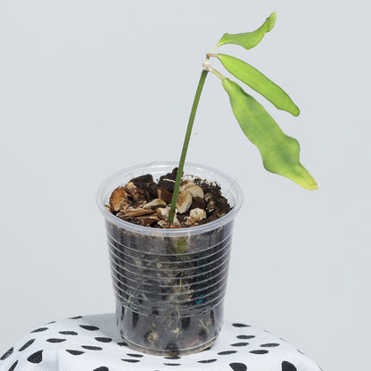 Dischidia singularis