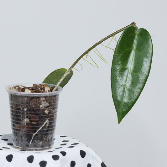 Hoya stenaokei ("stenakei", Dark Form)