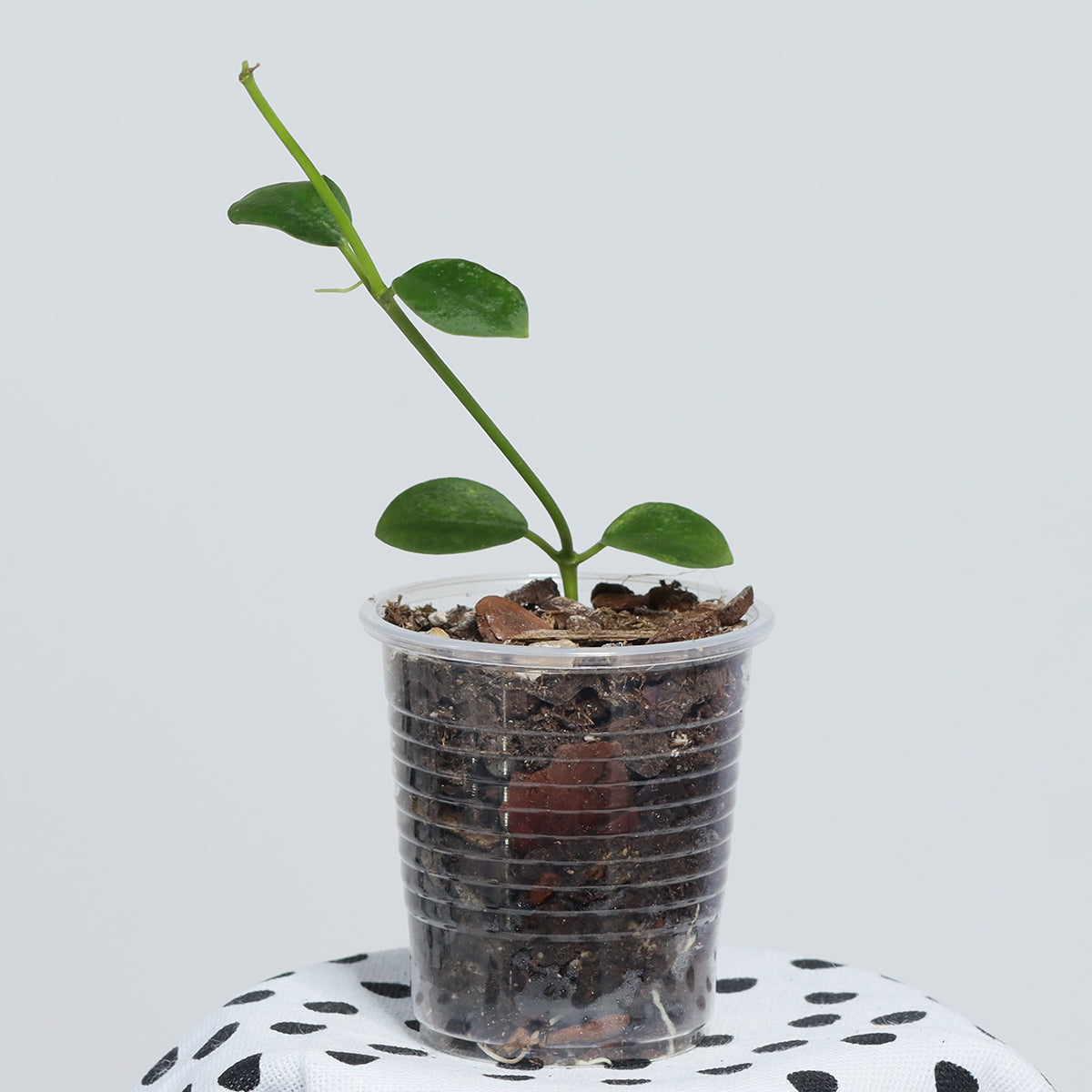 Hoya wightii ssp. palniensis