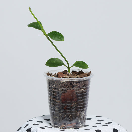 Hoya wightii ssp. palniensis