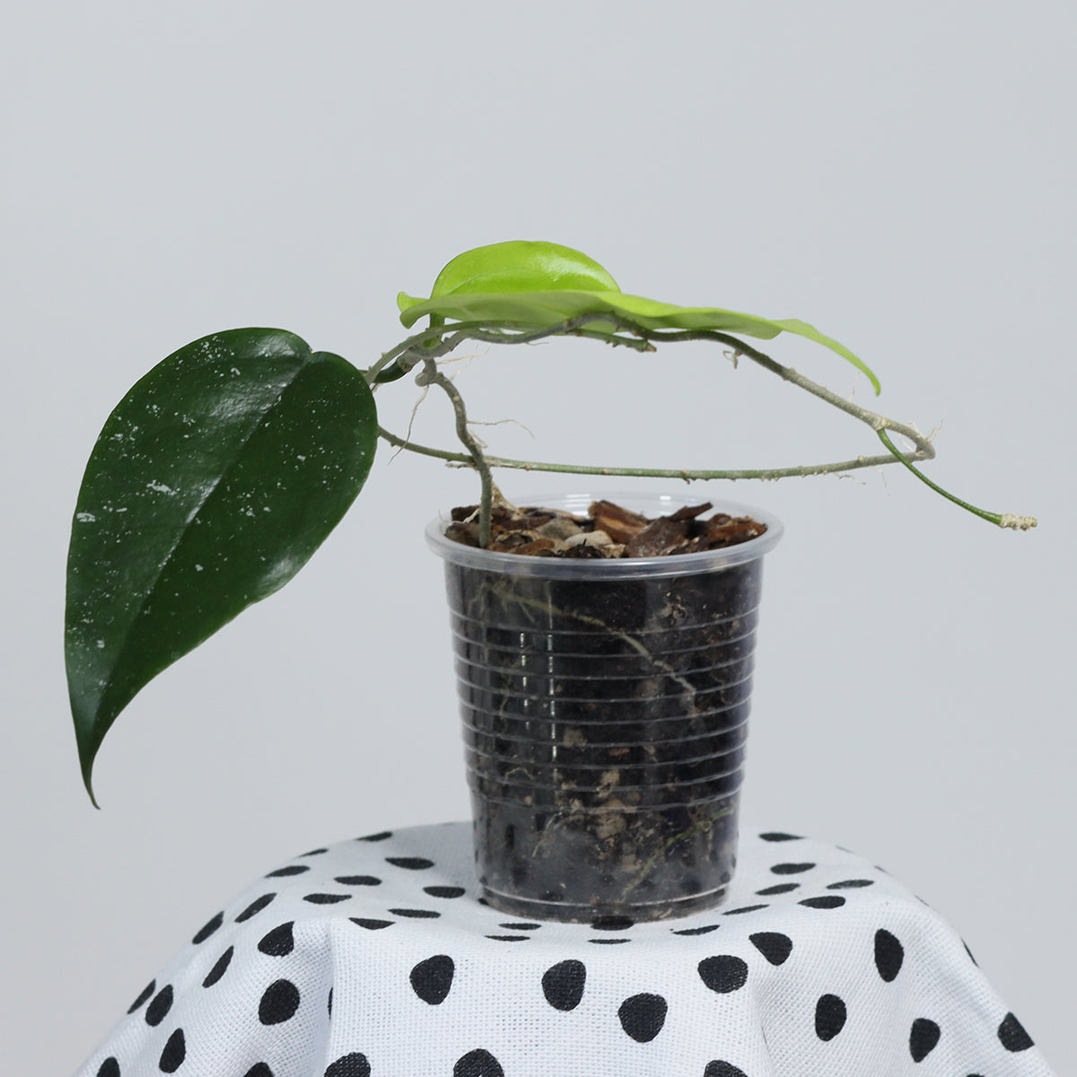 Hoya sangguensis (Malaysia)