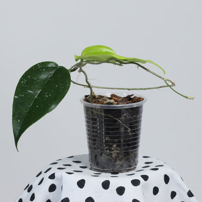 Hoya sangguensis (Malaysia)