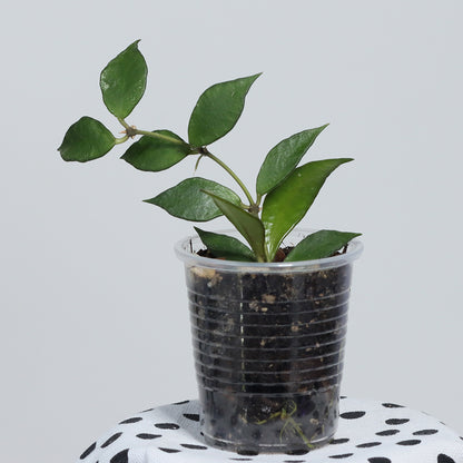 Hoya bakoensis