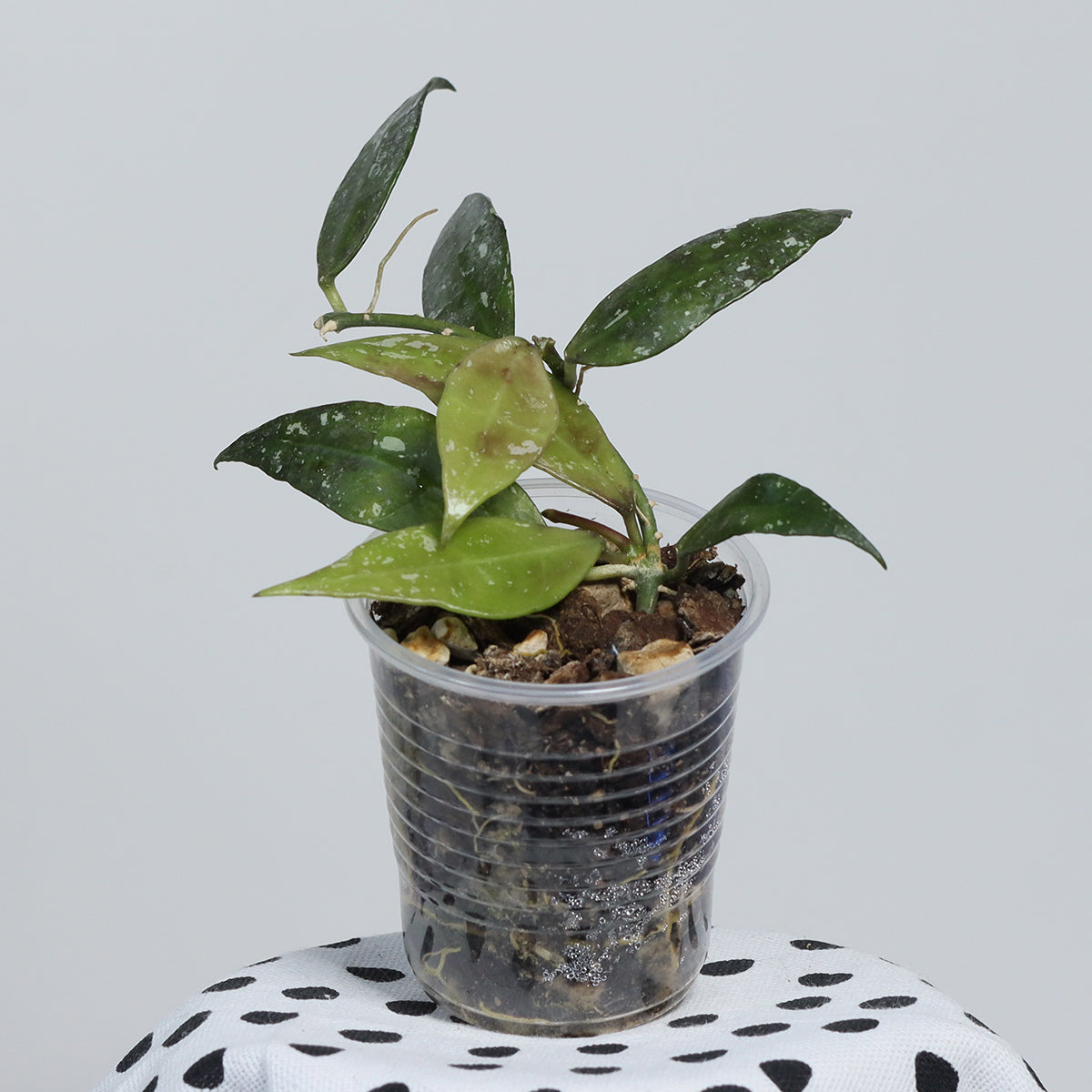 Hoya lacunosa (Berang Terengganu, IML-1405)