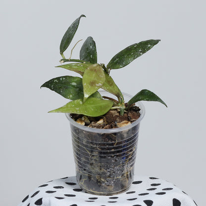 Hoya lacunosa (Berang Terengganu, IML-1405)