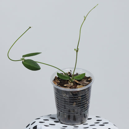 Dischidia hirsuta (NS08-122, Papua, lila blommor)