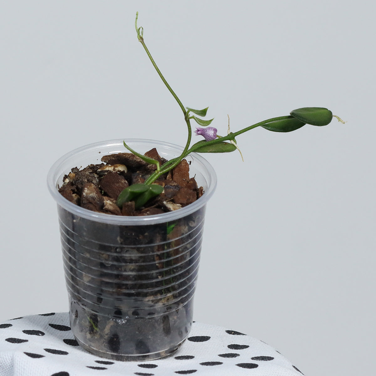 Dischidia hirsuta (NS08-122, Papua, lila blommor)