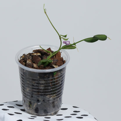 Dischidia hirsuta (NS08-122, Papua, lila blommor)