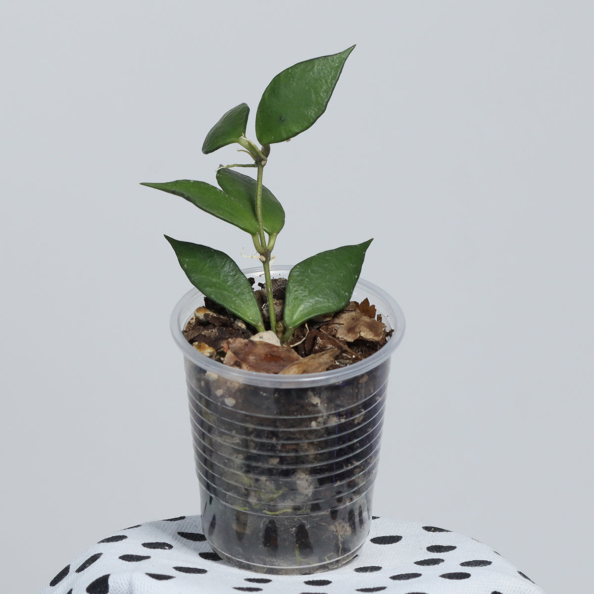 Hoya bakoensis