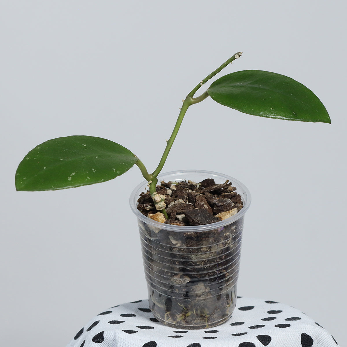 Hoya benchaii