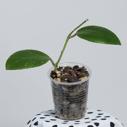 Hoya benchaii