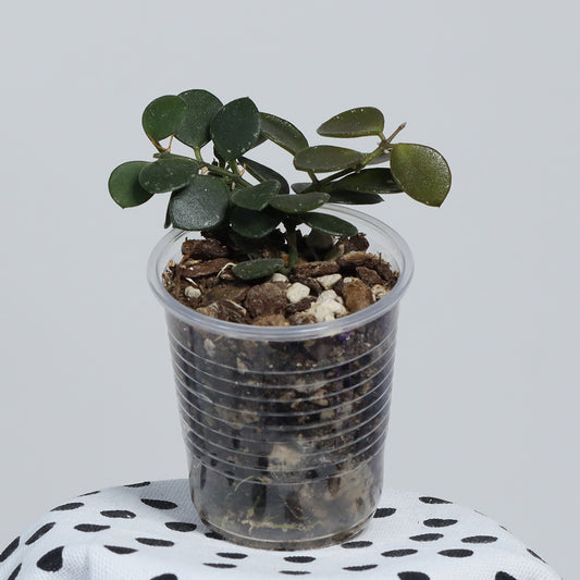 Hoya boycei