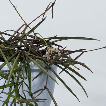 Hoya acicularis (Sabah, pink corona)