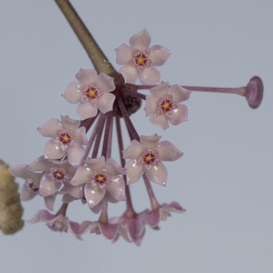 Hoya sp. Sulawesi (GPS-8867)