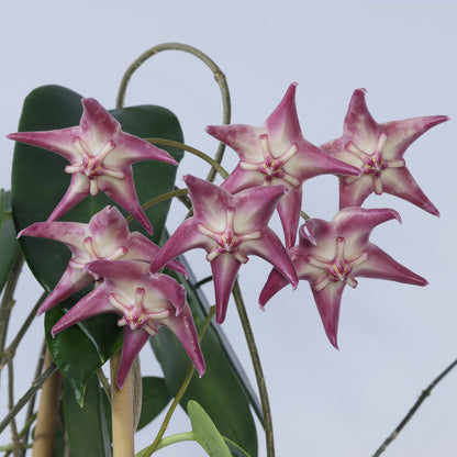 Hoya liddleana (NS08-100, Milne Bay Province, PNG)