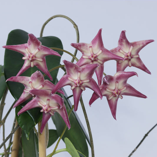 Hoya liddleana (NS08-100, Milne Bay Province, PNG)