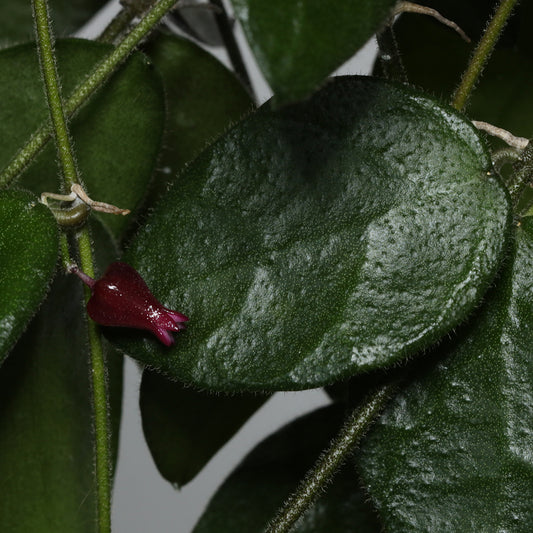 Dischidia sp. aff. hirsuta (red flower)