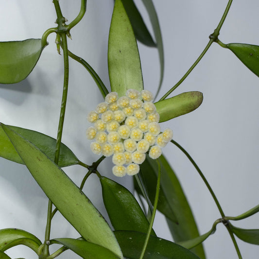 Hoya parviflora (NS07-154)