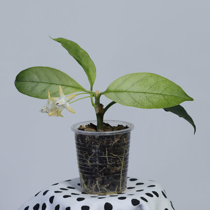 Hoya multiflora (variegerad)