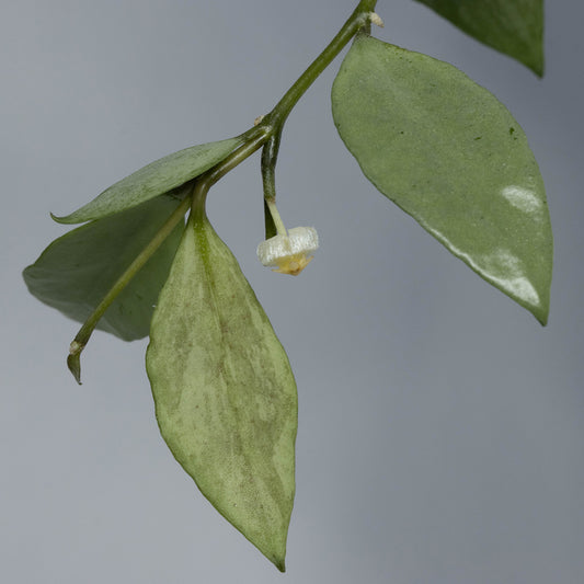 Hoya lacunosa 'Louisa's Silver'