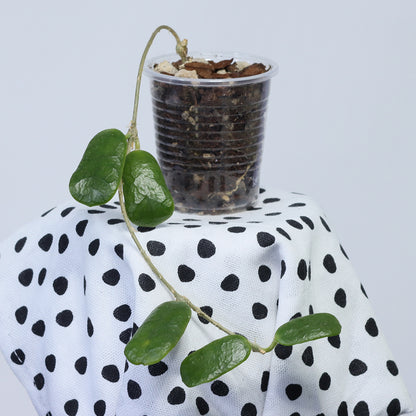 Hoya rotundiflora