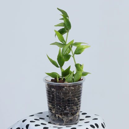 Hoya lanceolata