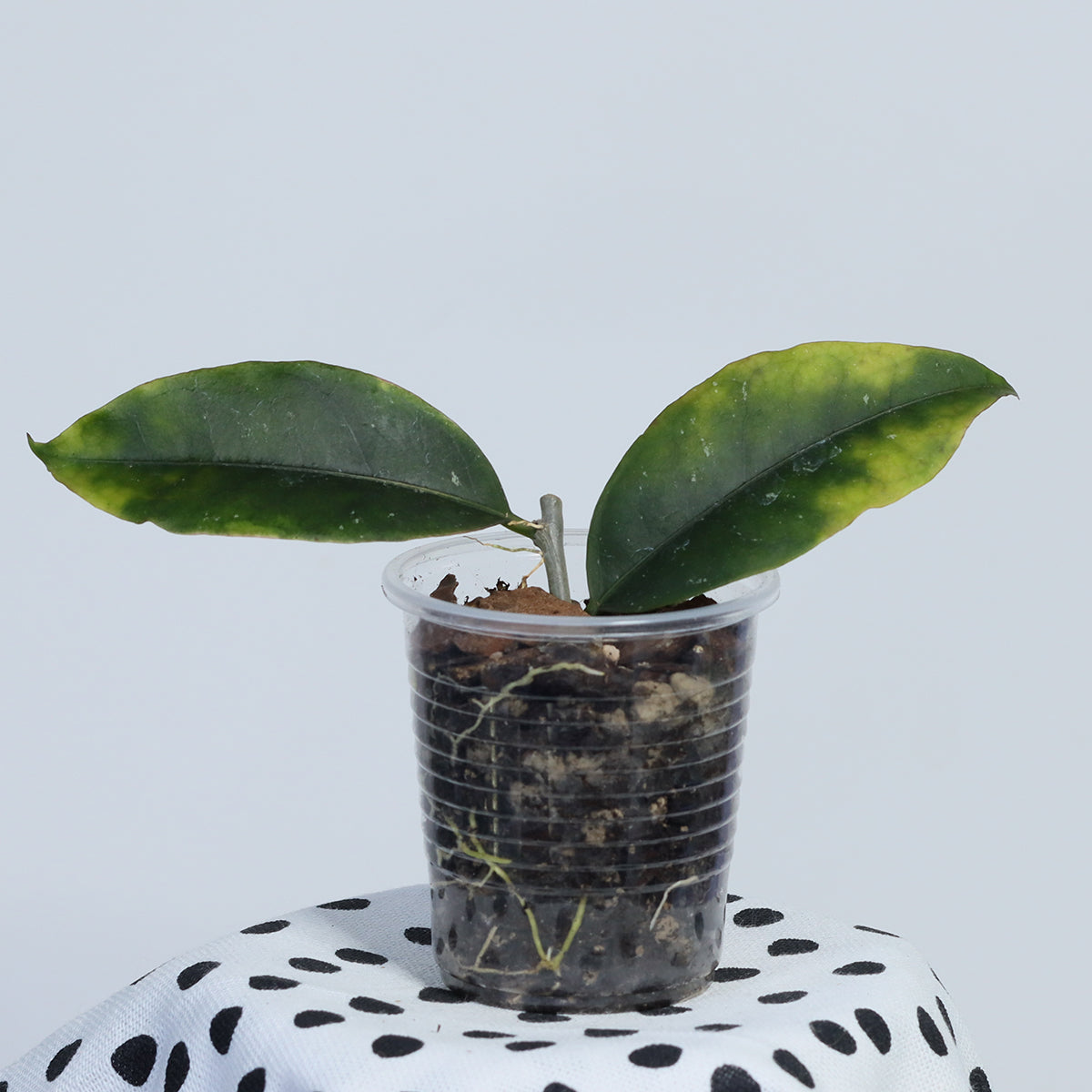 Hoya sp. Tanggamus (green flower)