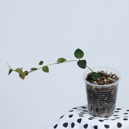 Hoya sp. Papua