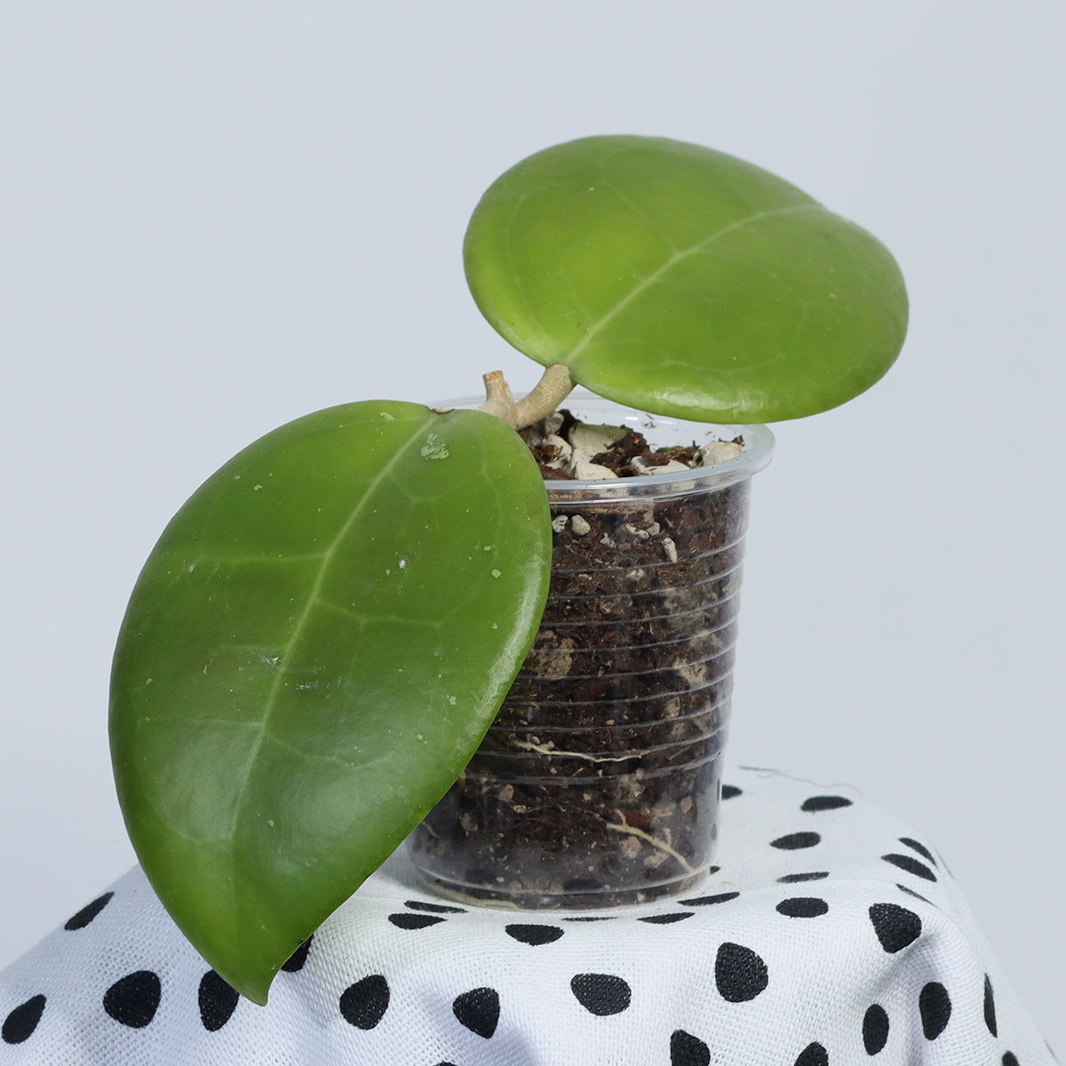 Hoya sp. Sulawesi (Mirelli)