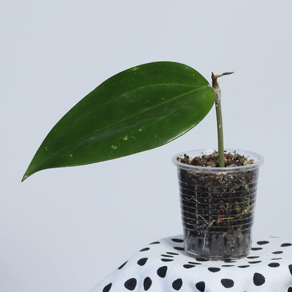 Hoya sp. aff. rigida (SV 488)