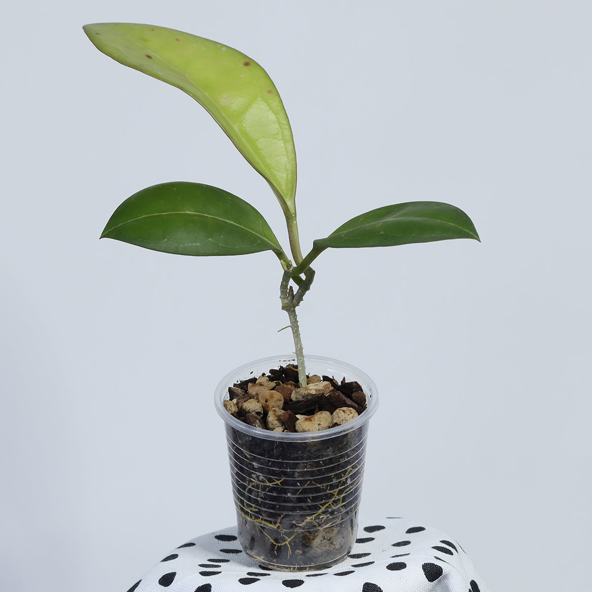 Hoya elliptica (T426, Mindanao, Philippines)