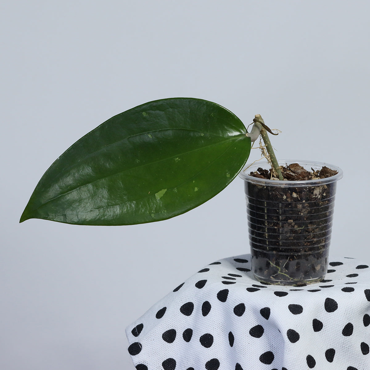 Hoya sp. aff. rigida (SV 488)