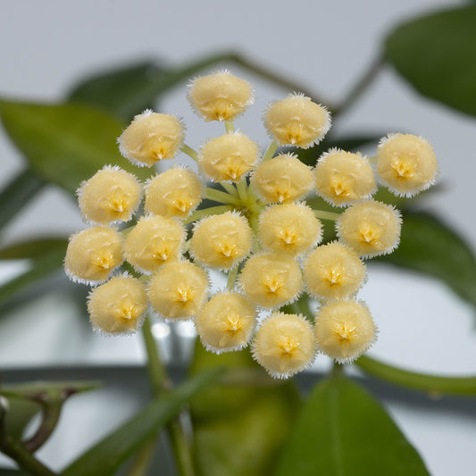 Hoya lacunosa (yellow flower)