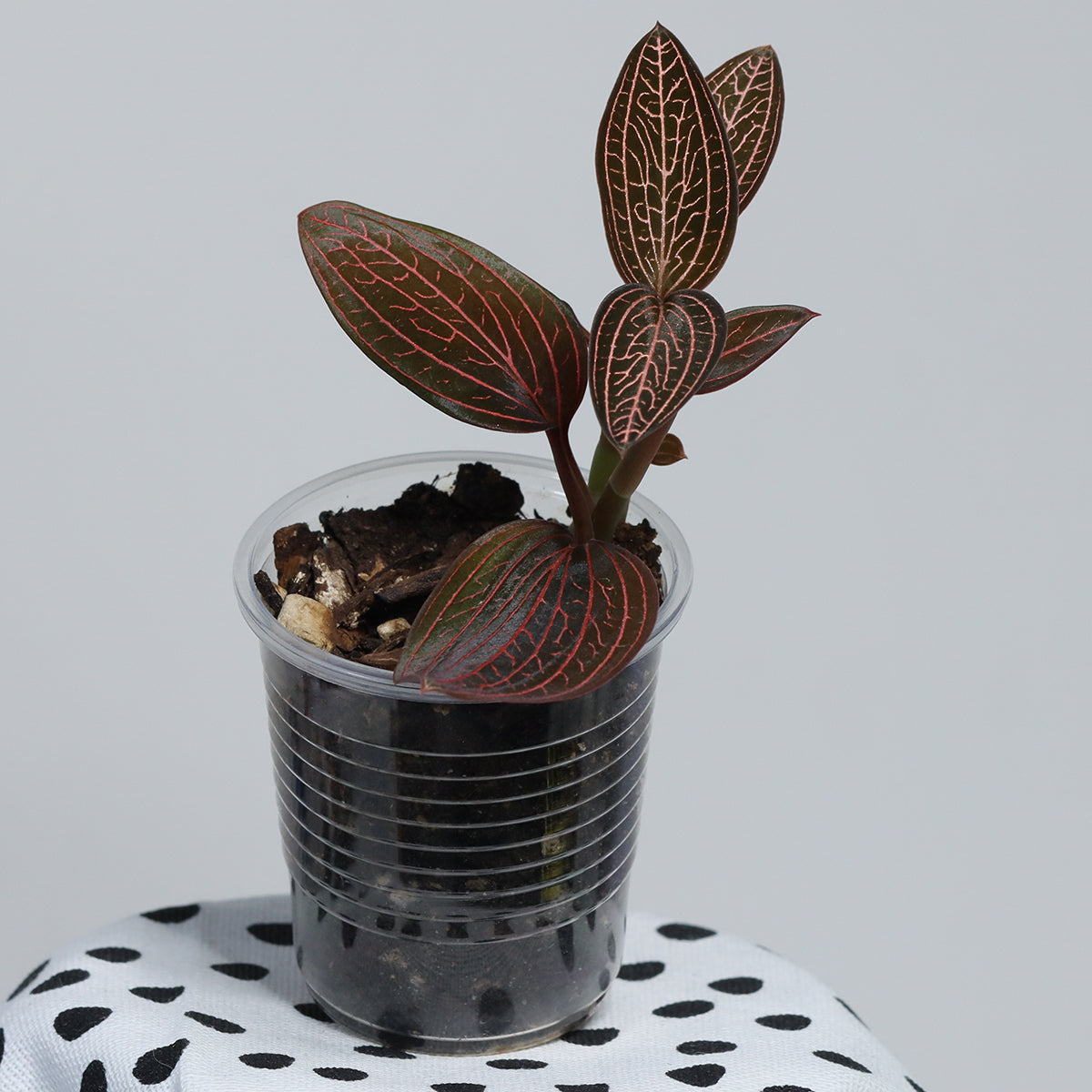 Ludisia 'Spiderman'
