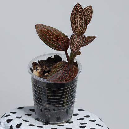 Ludisia 'Spiderman'
