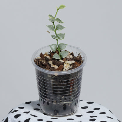 Dischidia ruscifolia (variegerad)