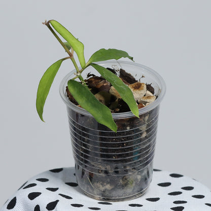 Dischidia singularis