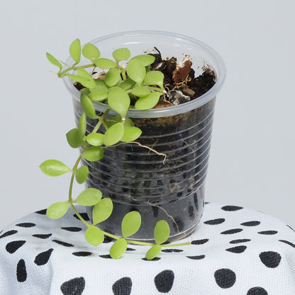 Dischidia nummularia (Small Form)