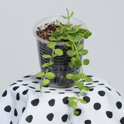 Dischidia nummularia (Small Form)