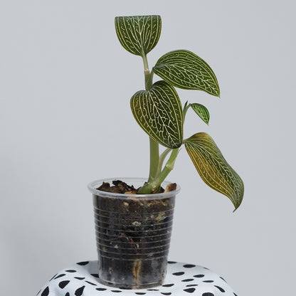Ludisia (green, net veins)