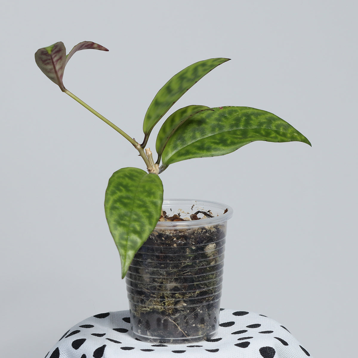 Aeschynanthus longicaulis