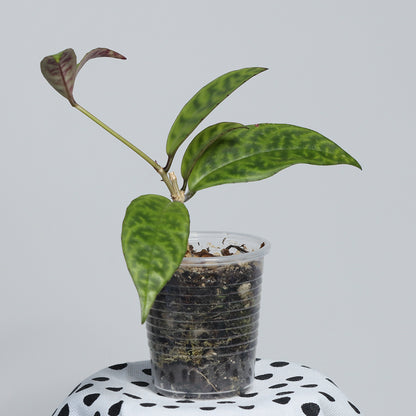 Aeschynanthus longicaulis
