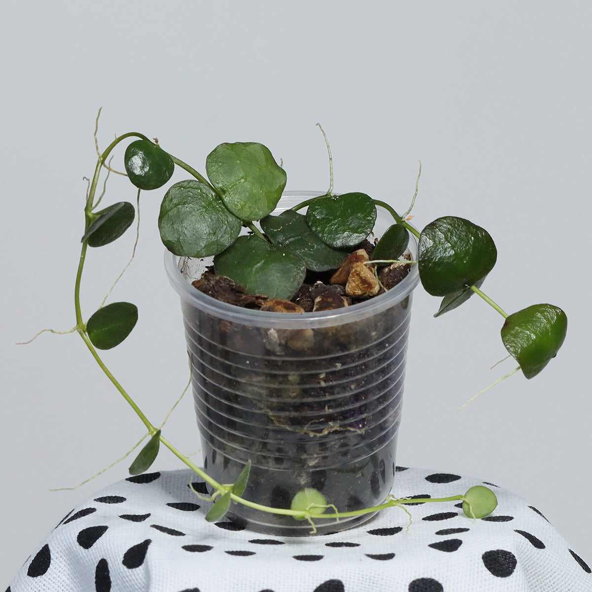 Dischidia imbricata (Java)