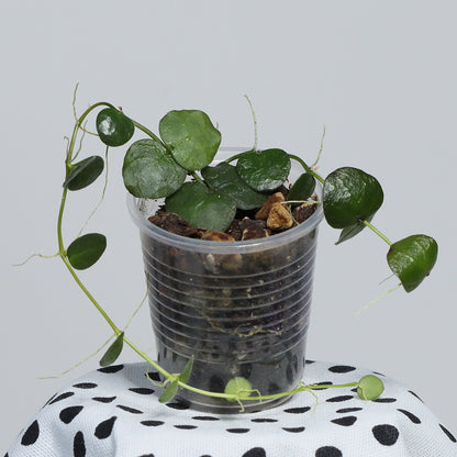 Dischidia imbricata (Java)