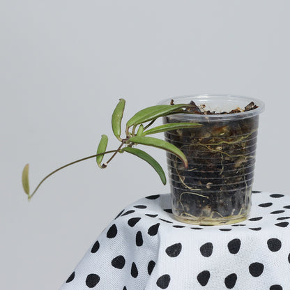 Dischidia sp. aff. thaithongiae