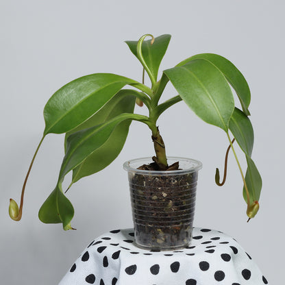 Nepenthes 'Rob'