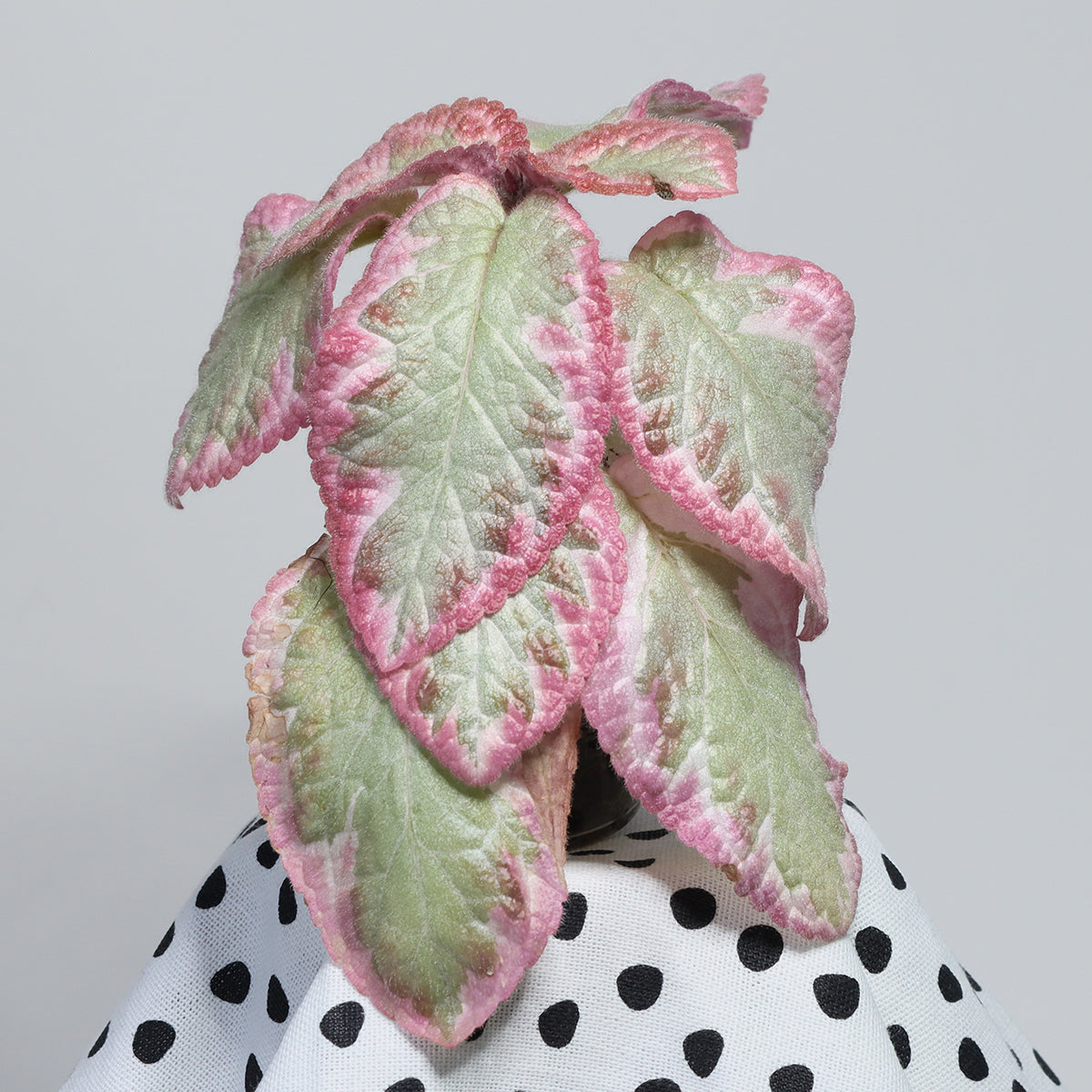 Episcia 'Cleopatra'