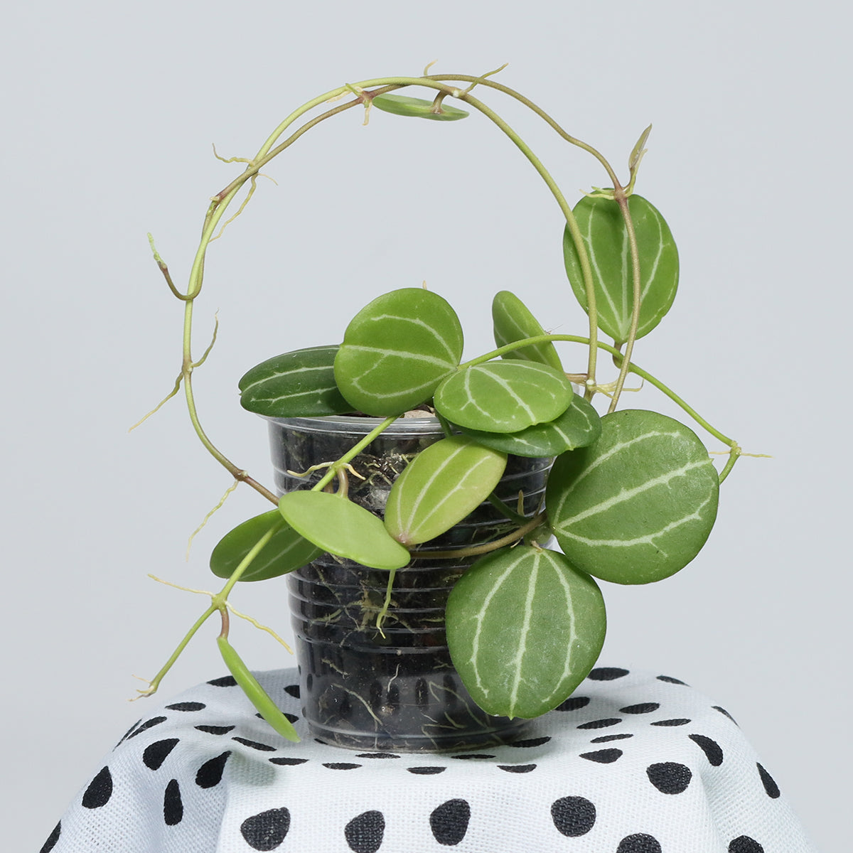 Dischidia ovata (NS08-071)